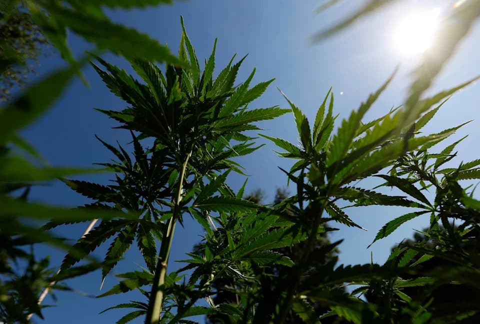 JAMA Psychiatry Study: Cannabis Use Disorder Rising Sharply Among Men Over 35