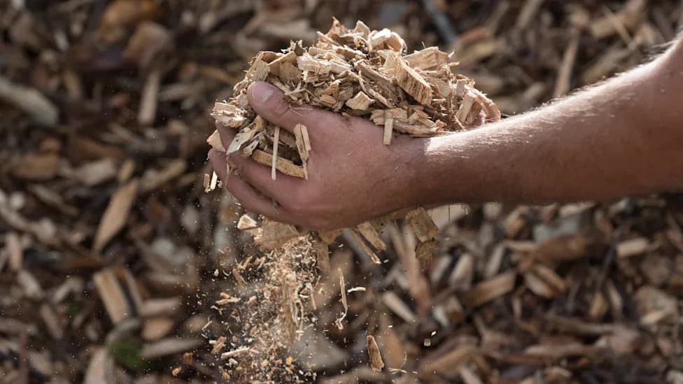 Massachusetts Senate Votes To Remove Biomass From ‘Clean Energy’ Status, Threatening Subsidies