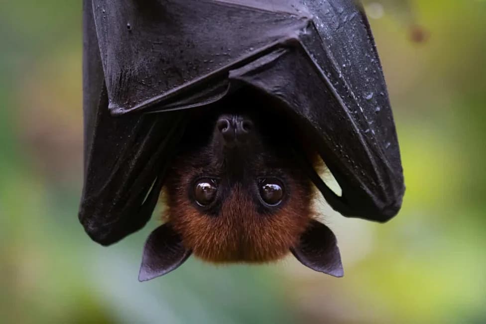18-Inch Microphone Uncovers 200-Year Bat Mystery: Egyptian Slit-Faced Bat Confirmed in Europe
