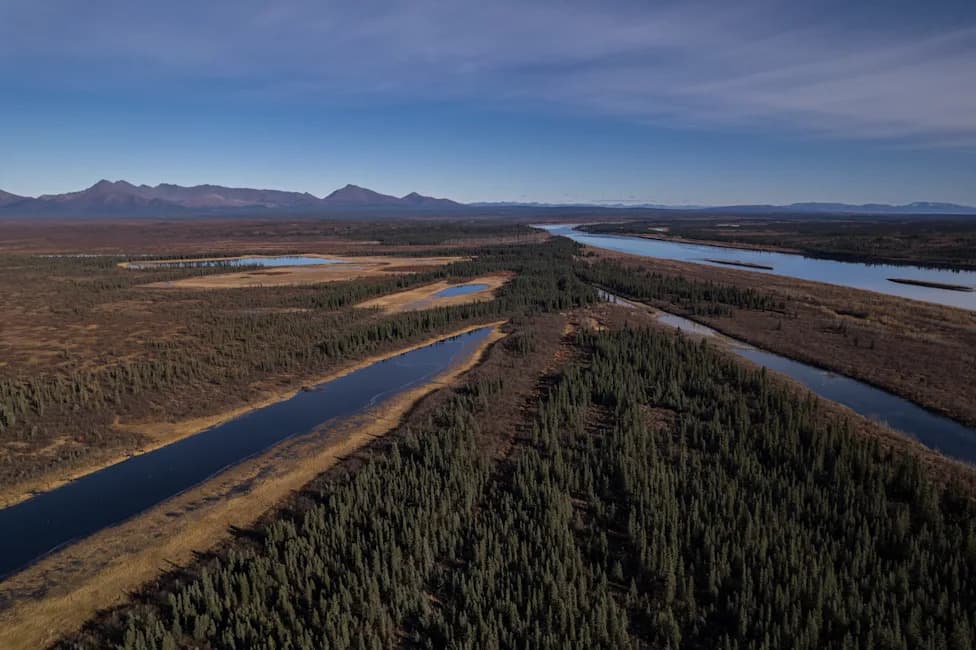 Arctic 'Mini‑Jungle' Is Growing: Shrubs, Heat Traps and Surprising Plant Cooperation