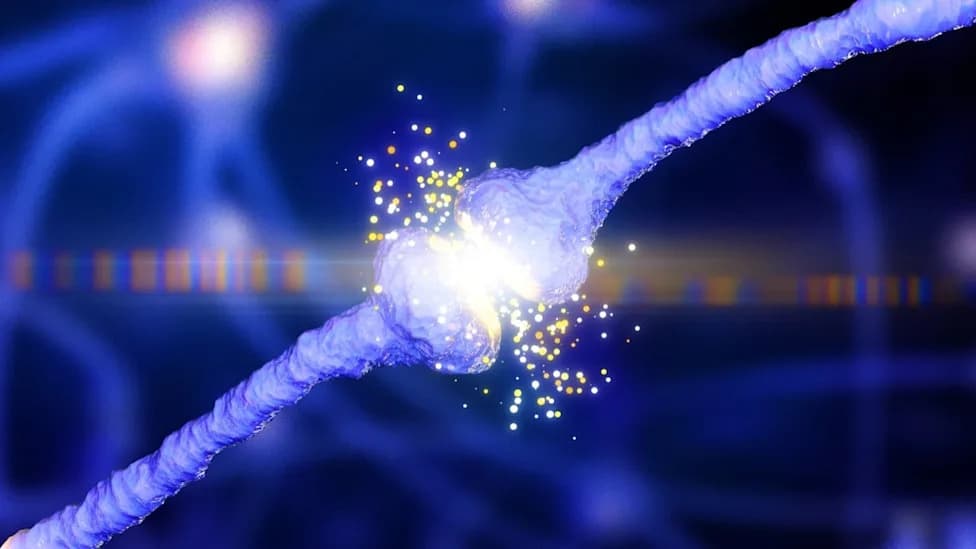 Orexin: The Brain Chemical That Sustains Motivation — Rat Study Links Effort, Expectation and Reward