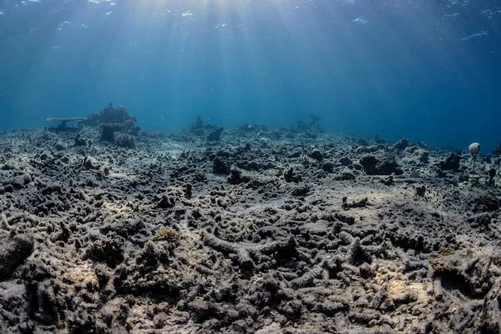 Blast Fishing Is Turning Indonesia’s Coral Reefs to Rubble — New Acoustic Study Reveals Scale