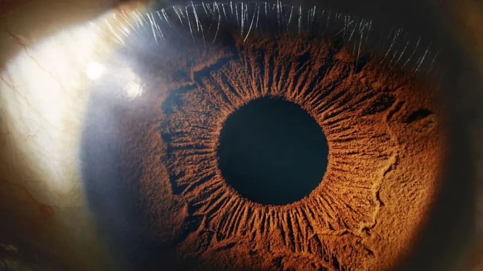 First-In-Human Trial: Patient's Own Leg Mitochondria Injected Into Eyes Show Temporary Physiological Responses