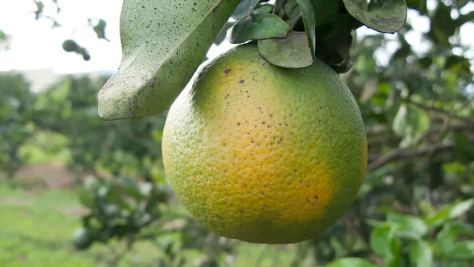 EPA Clears RNA-Based Treatment to Help Florida Citrus Fight Greening