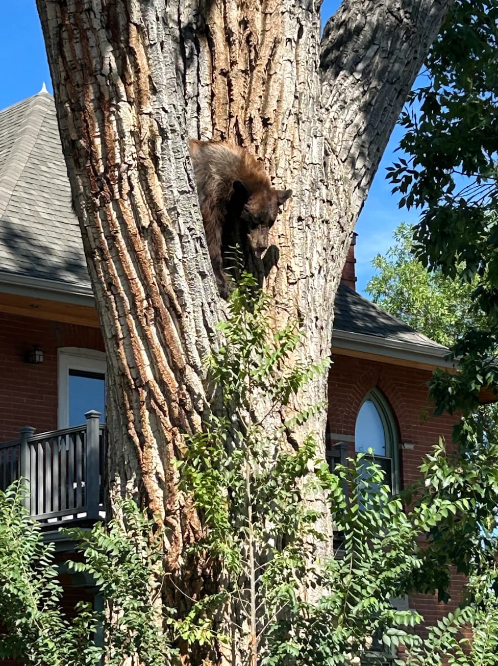 Tranquilized Bear Falls From Denver Tree — Rescued and Safely Released