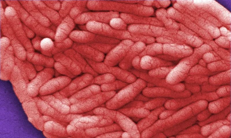 Egg-Linked Salmonella Outbreak in Belgium Sickens 306; Up to 2 Million Eggs Recalled