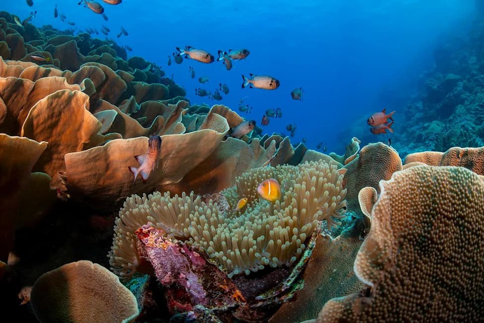 Scientists Use Low-Cost Heat Tests To Select 'Champion' Corals And Improve Reef Restoration