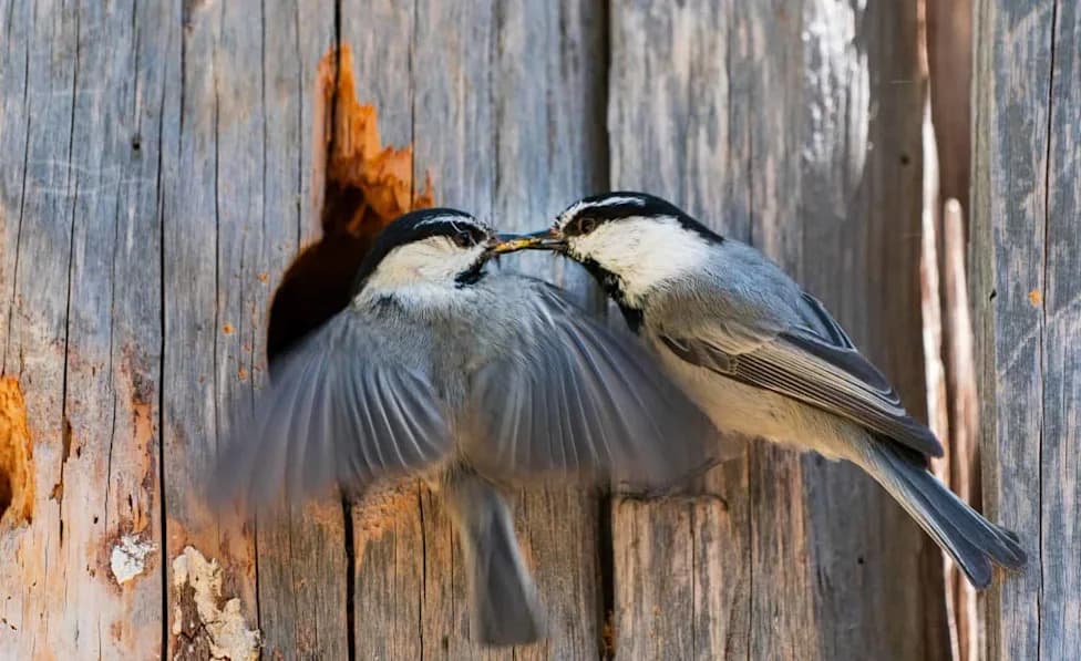 Smart Males, Extra Mates: Why Female Mountain Chickadees Prefer Spatially Clever Fathers