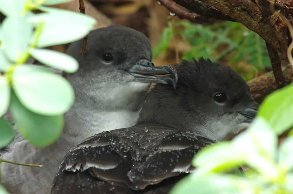 Parents Are Feeding Chicks Plastic — Plasticosis, Memory Loss and a Colony in Crisis