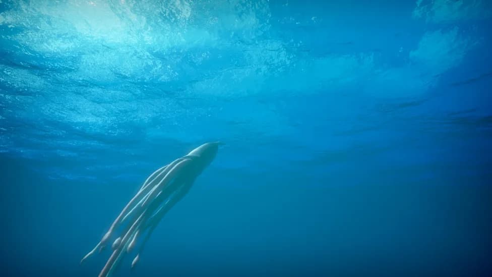 Archival Footage Near Japan Resurfaces — The First Live Giant Squid Recording Revisited
