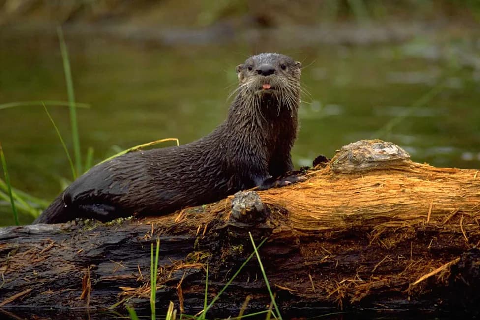 River Otter Returns To Bronx River After Nearly 100 Years — Camera Trap Captures Historic Sighting