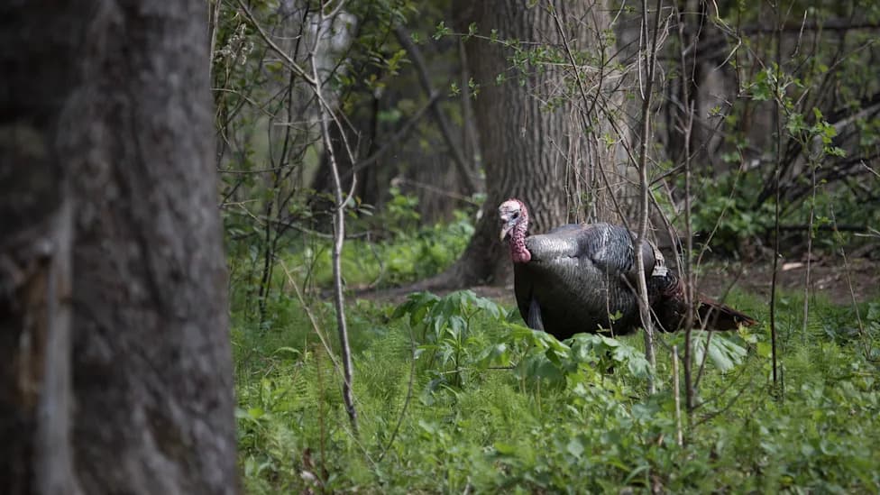 Deputy Charged After Youth Critically Injured in Wisconsin Turkey Hunt; Military Hunter-Education Exemption Under Scrutiny