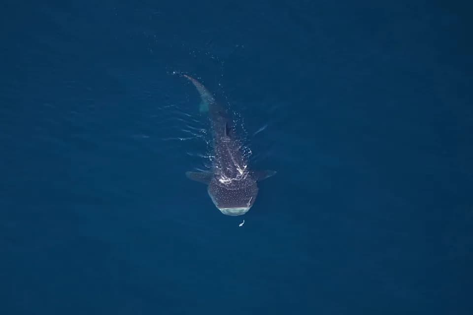 Aerial Survey Spots More Than 2,000 Animals Over Northeast Marine Monument