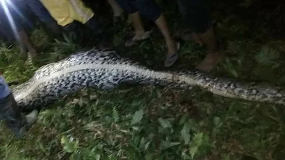 Man Found Dead Inside 23-Foot Reticulated Python in North Maluku