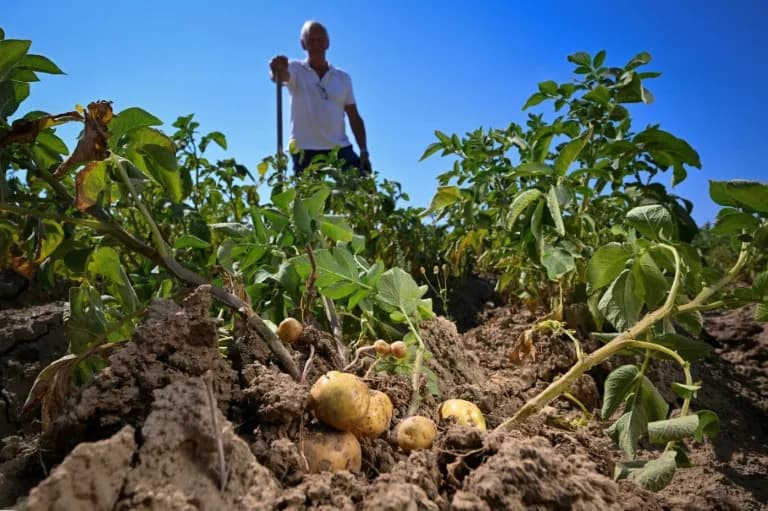 Too Small for Fries: Drought Leaves Belgium’s Bintje Potatoes Undersized and Threatens Supply