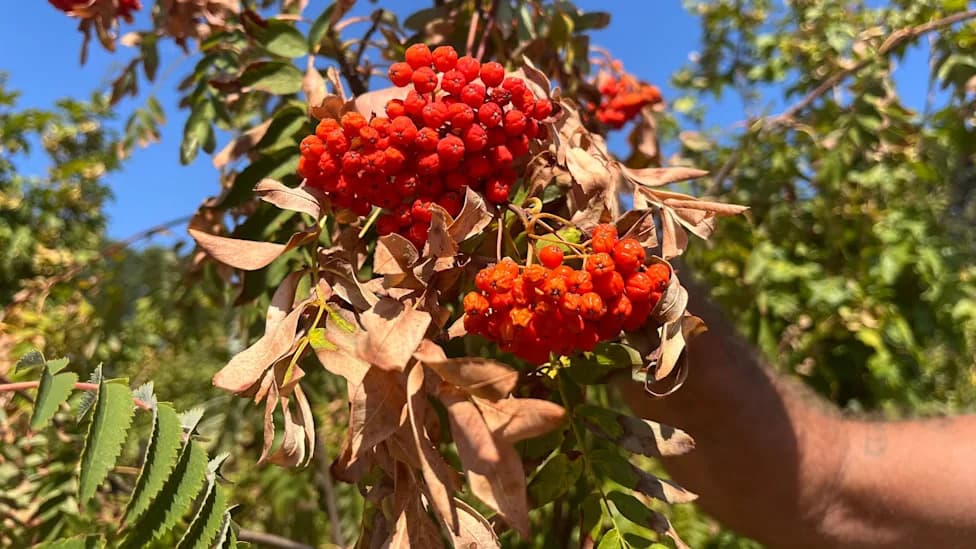 Heat and Drought Are Turning Parts of England’s West Autumnal — Early Fruit, Leaf Drop and Struggling Soils