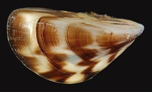 First Detection: Zebra Mussel eDNA Found in Utah Stretch of the Colorado River
