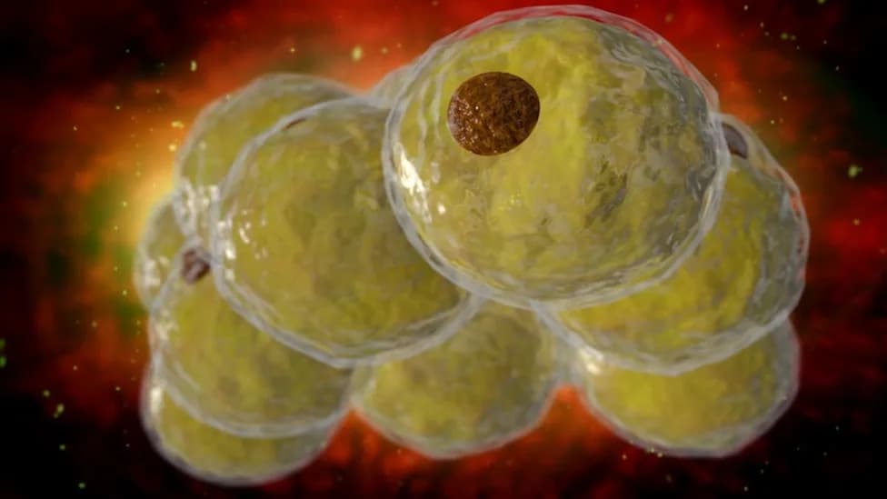 Experimental Compound TOFA Makes Obese Mice Burn Fat Without Losing Muscle or Eating Less
