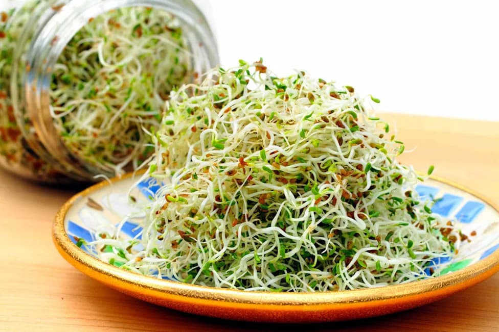 Alfalfa Sprouts Recalled After Outbreak Linked to Both E. coli and Salmonella — What You Need to Know