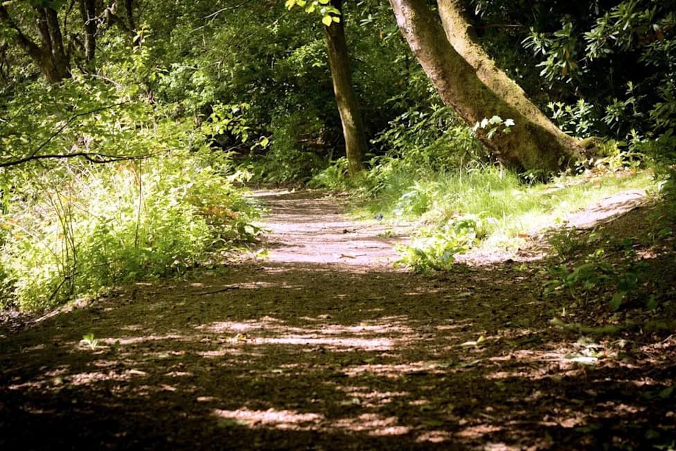 Living Within a 10‑Minute Walk of Urban Woodlands Linked to 10% Drop in Antidepressant Prescriptions