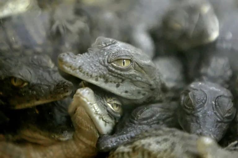 Heatwaves Produce First Fully Natural Hatching Of Nile Crocodiles At French Reserve