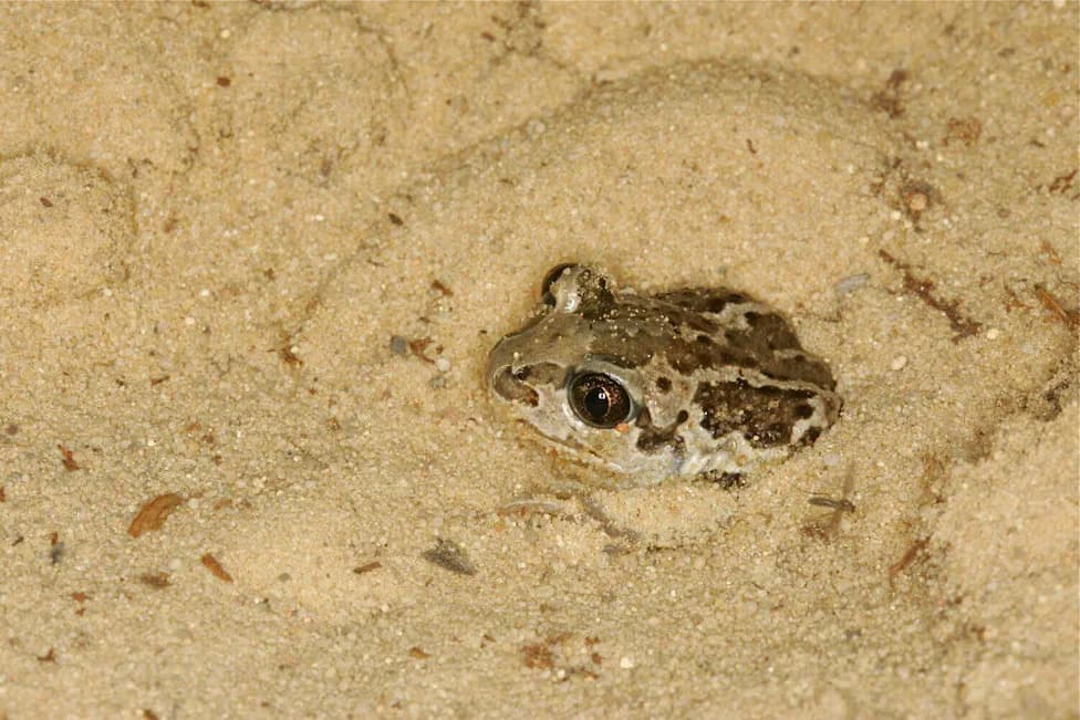 Hidden for 70 Years: Ice Age Toad Spea labreae Rediscovered in La Brea Museum Collections