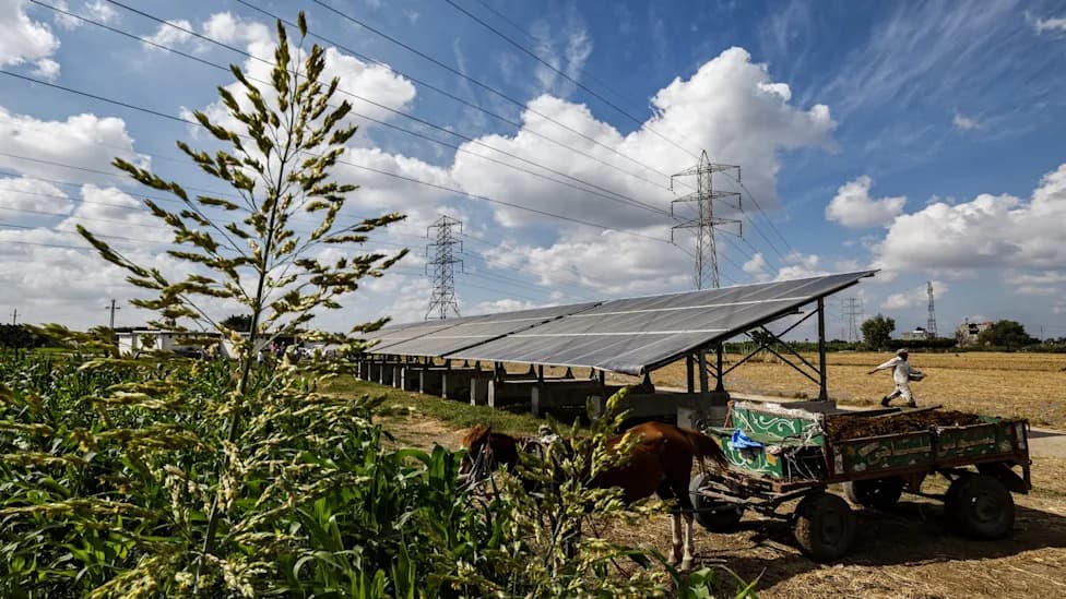 Egypt Pilots Solar Panels Above Crops to Save Water and Generate Power