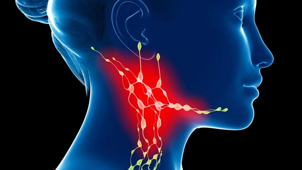 Shrinking Neck Lymph Nodes May Shape How the Brain Ages — New Review Links Cervical Drainage to Brain Health