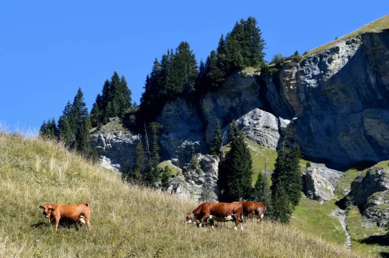 France Temporarily Loosens Cow-Feed Rules as Drought Strains Iconic Cheese Production