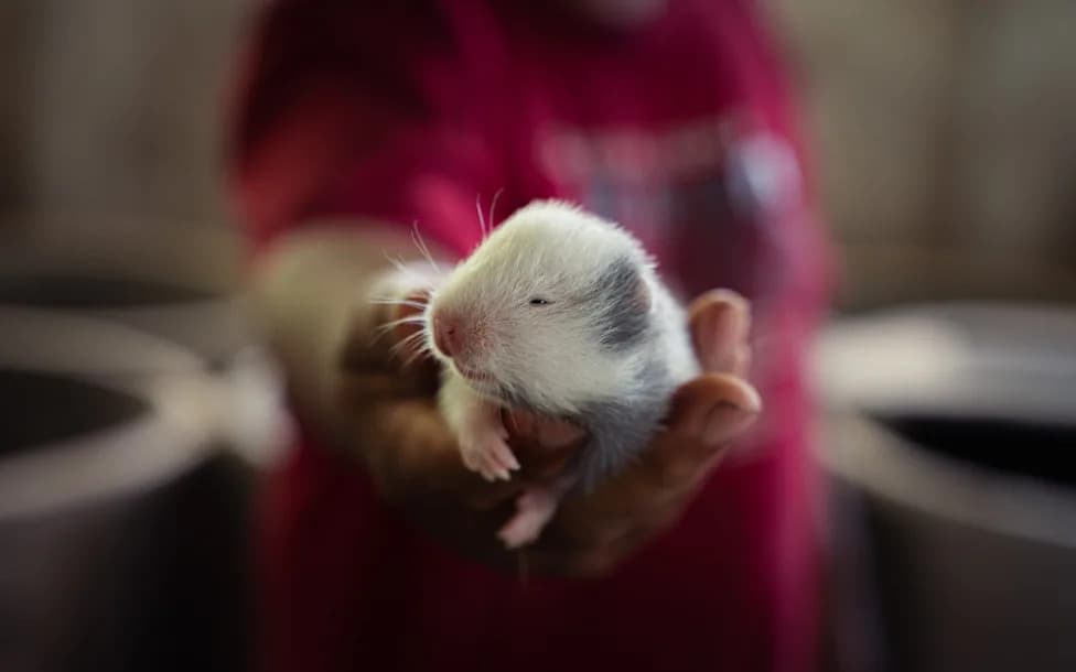 China’s Wildlife Farm Crackdown Has Shifted The Bamboo Rat Trade To Southeast Asia — And Biosecurity Risks Are Rising