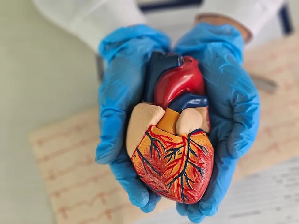 ESC 2026: Long-Term Study Links Higher Blood Xylitol To Increased Cardiovascular Risk