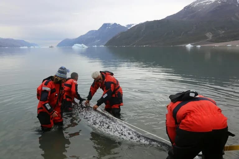 Narwhals as Ocean Sensors: How 'Unicorns of the Sea' Help Track Arctic Warming