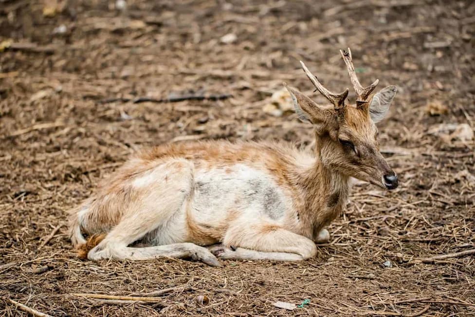 Delaware Enacts Emergency CWD Rules Effective Sept. 1 — Bans, Checkpoints and Free Testing