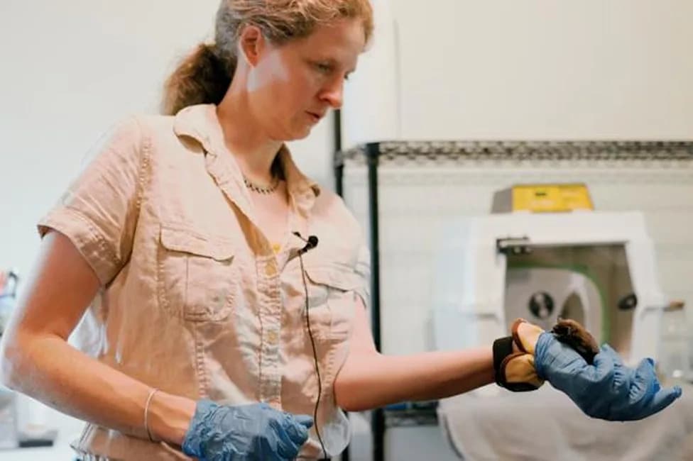 Could Bats Hold Clues to Beating Cancer? New Study Reveals Protective Genetics