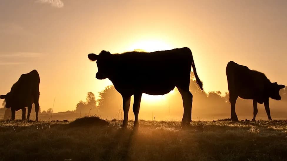Precision Fermentation Could Cut Milk's Land Use By Up To 96%, UK Study Finds
