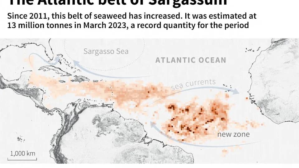 Global Seaweed Surge: Satellites and AI Reveal Oceans Shifting Toward Massive Macroalgae Blooms