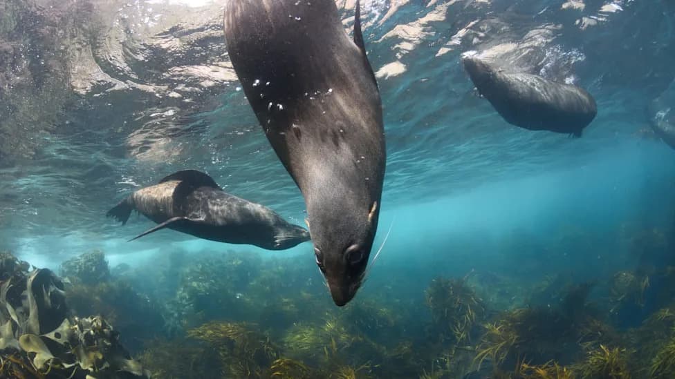 H5N1 Confirmed In South Australian Seal — Scientists Warn Sea Lion Colonies Could Be Devastated