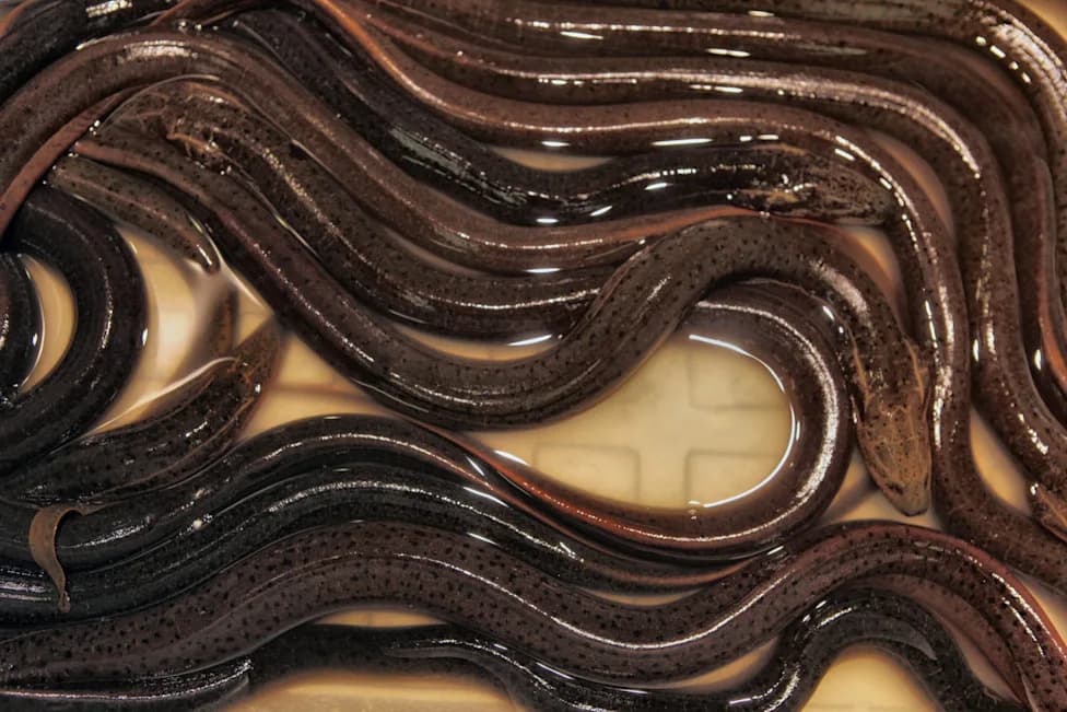 Invasive Asian Swamp Eel Is Spreading Through the Everglades, Threatening Frogs and Salamanders