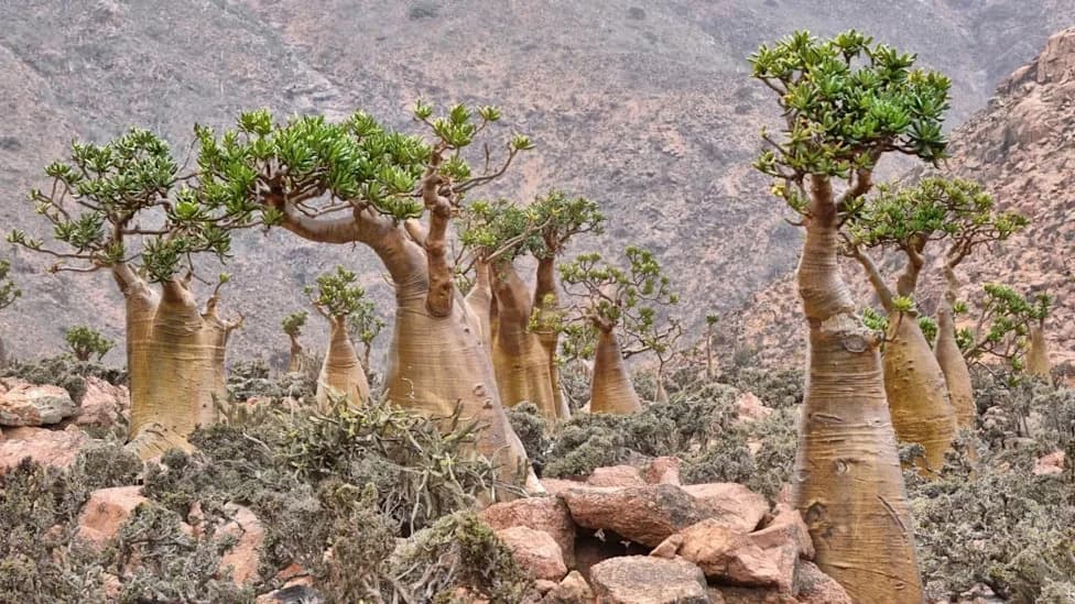 The Deadly Beauty of Socotra’s Desert Rose: Sap That Can Blur Vision — And Kill