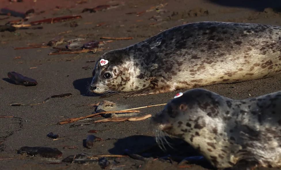 Rescued Harbour Seal Pups Sdlaana and Jimmy Two‑Shoes Released Near Haida Gwaii After Three Months of Rehab