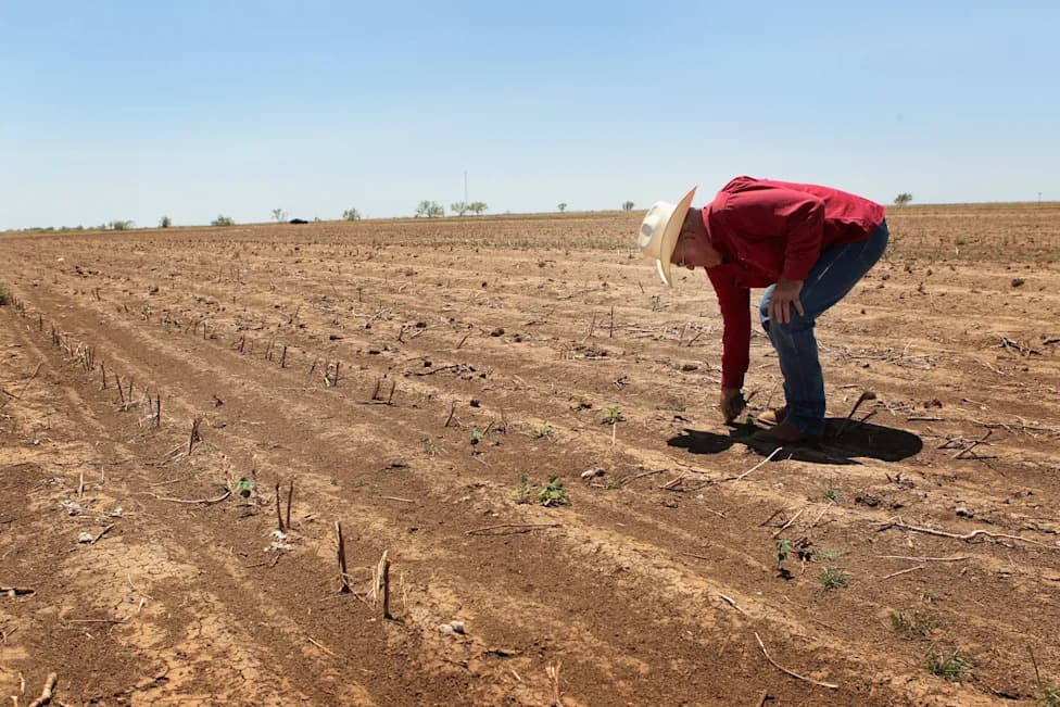 BCI Partners With Avalo To Accelerate AI-Assisted, Non‑GMO Cotton Breeding For Texas High Plains