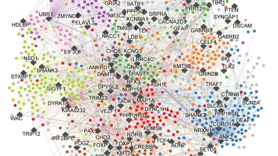 Largest Molecular Map of Autism Reveals New Paths Toward Targeted Treatments