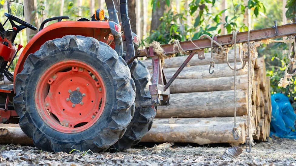 ‘Road Maintenance’ or Logging? NSW Agency Removes About 1,000 Trees in Greater Glider Habitat