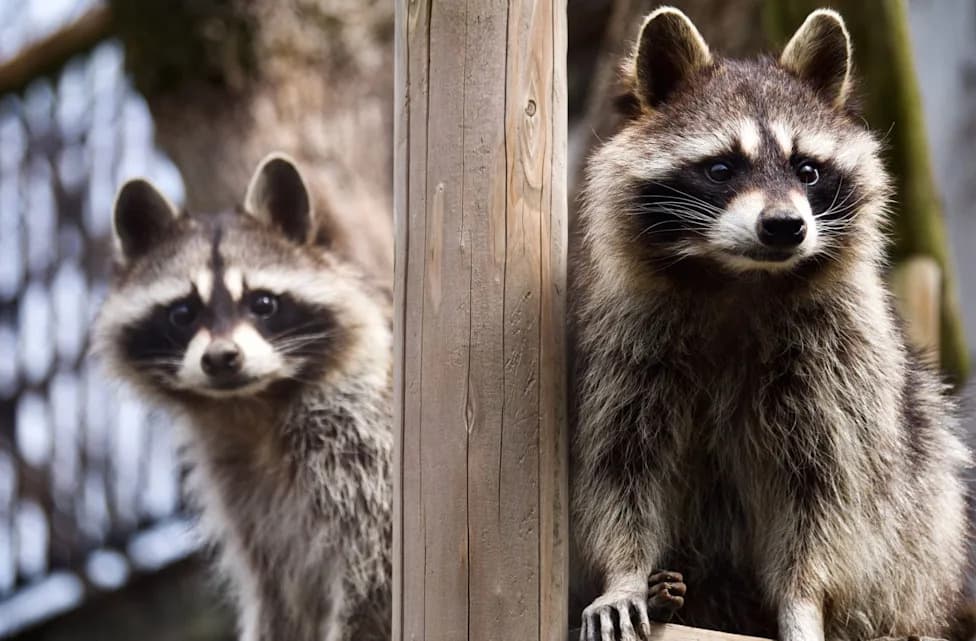 Raccoon Invasions Surge in Japan — Wiring Chewed, Attics Contaminated, 80+-Year-Old Temple Hit Again