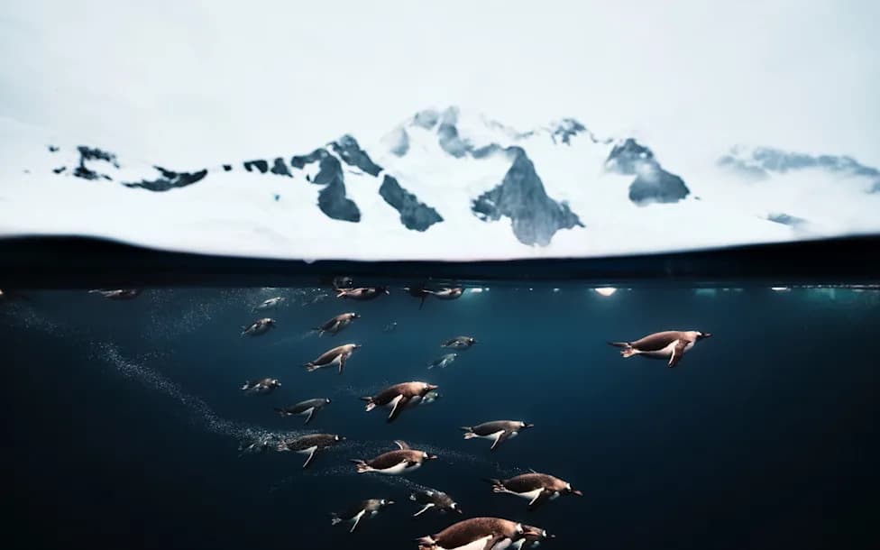 The One Big Step Britain Can Take To Protect Antarctic Penguins