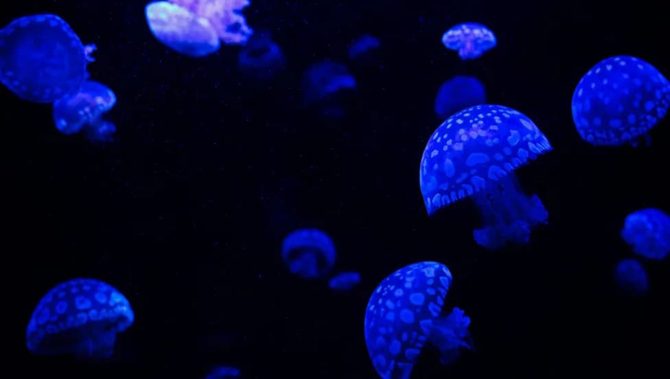 ‘Immortal’ Jellyfish Recorded in Every Ocean — Ships' Ballast Water Likely Spread It