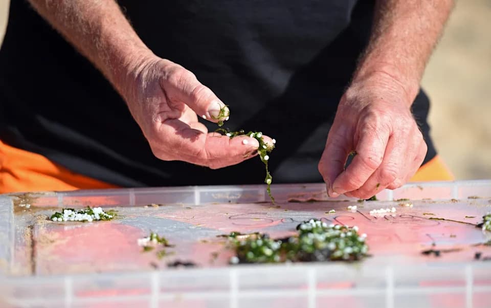Inventors and Volunteers Race To Clear Over a Billion Nurdles After Port Of Tyne Spill