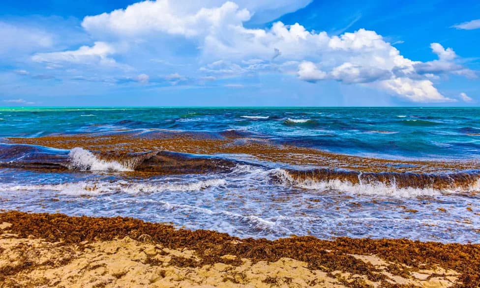 5,000‑Mile Sargassum Belt Chokes Key West Beaches — Causes, Impacts, and Responses