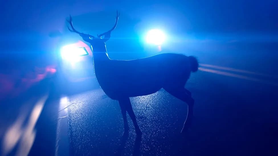 Deer Crashes Through Windshield — Driver Later Diagnosed With Rare Tularemia