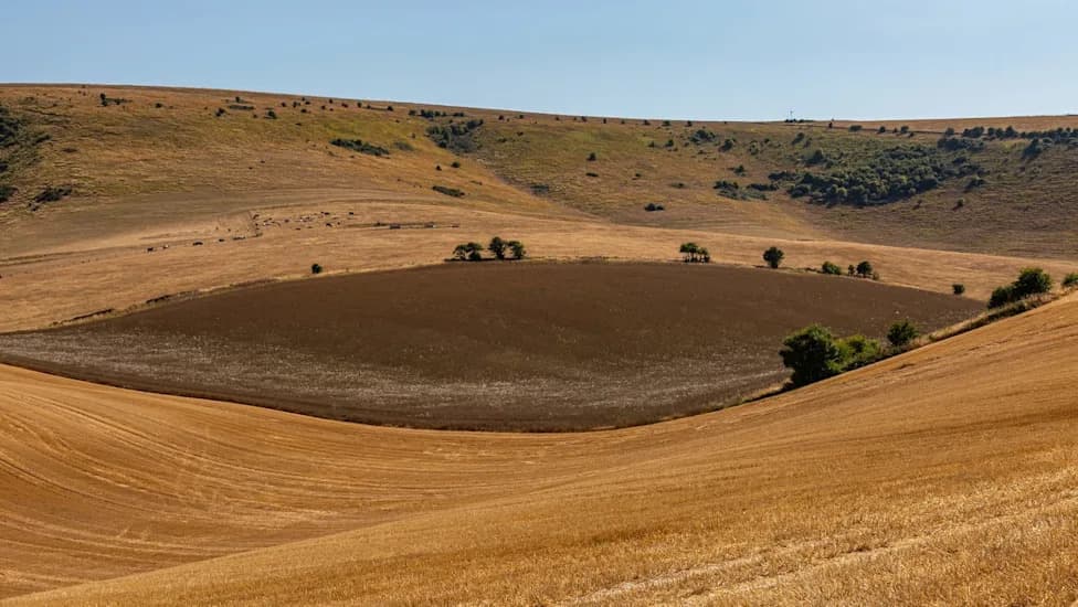 Drought Destroys Hay Crop at Wimpole Estate — Livestock Put On Winter Feed Months Early
